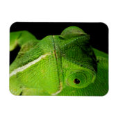 Magnet Flexible Portrait de caméléon à cou plat (Horizontal)