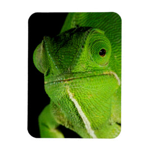 Magnet Flexible Portrait de caméléon à cou plat