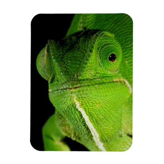 Magnet Flexible Portrait de caméléon à cou plat (Vertical)