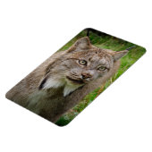 Magnet Flexible Portrait de chat sauvage (Côté Gauche)