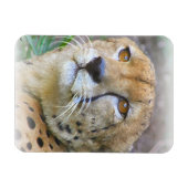 Magnet Flexible Portrait de Cheetah (Horizontal)