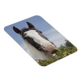 Magnet Flexible Portrait de cheval Clydesdale (Côté Droit)