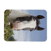 Magnet Flexible Portrait de cheval Clydesdale (Horizontal)