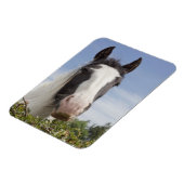 Magnet Flexible Portrait de cheval Clydesdale (Côté Gauche)