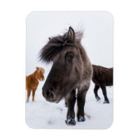 Portrait de cheval islandais, Islande