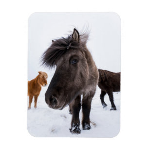 Magnet Flexible Portrait de cheval islandais, Islande