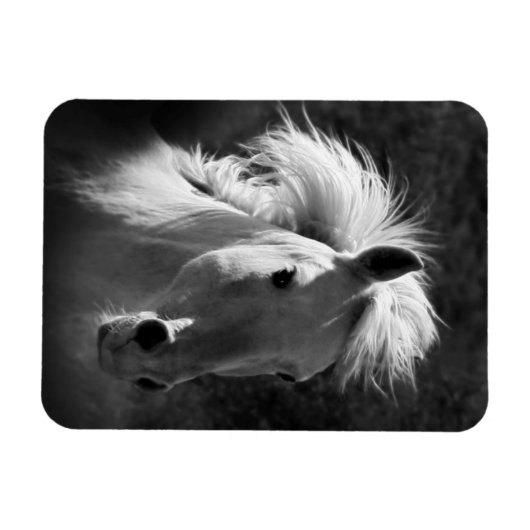 Magnet Flexible Portrait de cheval V (Horizontal)