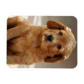 Magnet Flexible Portrait de chiot mignon photo (Horizontal)