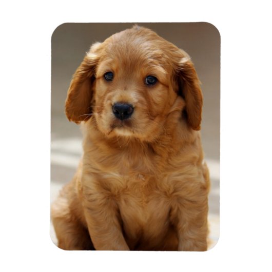Magnet Flexible Portrait de chiot mignon photo (Vertical)