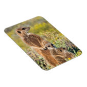 Magnet Flexible Portrait de famille de suricates (Côté Droit)