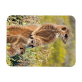 Magnet Flexible Portrait de famille de suricates (Horizontal)