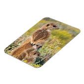 Magnet Flexible Portrait de famille de suricates (Côté Gauche)