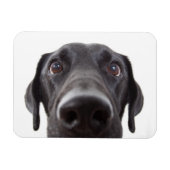 Magnet Flexible Portrait de fermeture Black Labrador (Horizontal)