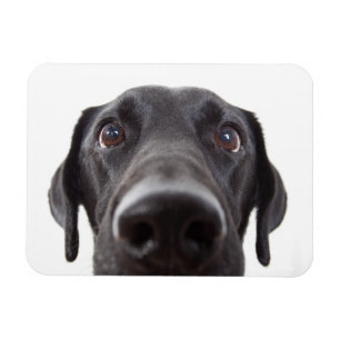 Magnet Flexible Portrait de fermeture Black Labrador