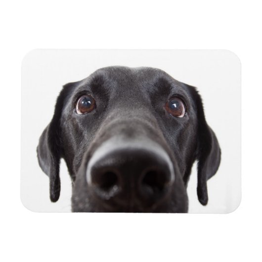Magnet Flexible Portrait de fermeture Black Labrador (Horizontal)