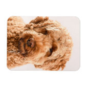 Magnet Flexible Portrait de Goldendoodle Studio (Horizontal)