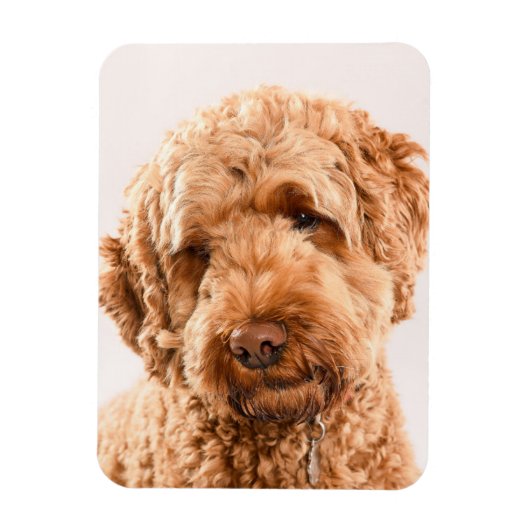Magnet Flexible Portrait de Goldendoodle Studio (Vertical)