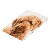 Magnet Flexible Portrait de Goldendoodle Studio (Côté Gauche)