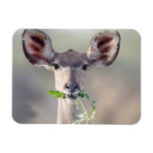 Magnet Flexible Portrait de Kudu (Horizontal)