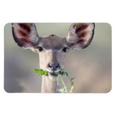 Magnet Flexible Portrait de Kudu (Horizontal)