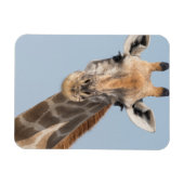 Magnet Flexible Portrait de la Girafe angolaise (Horizontal)