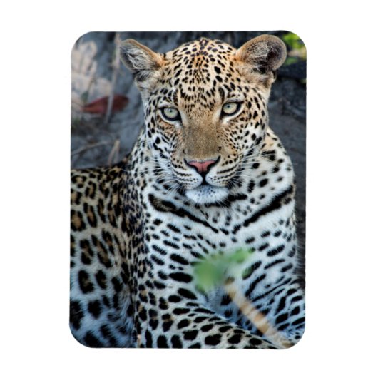 Magnet Flexible portrait de léopard en gros plan assis (Vertical)