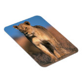 Magnet Flexible Portrait De Lioness (Panthera Leo) (Côté Droit)