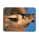 Magnet Flexible Portrait De Lioness (Panthera Leo) (Horizontal)