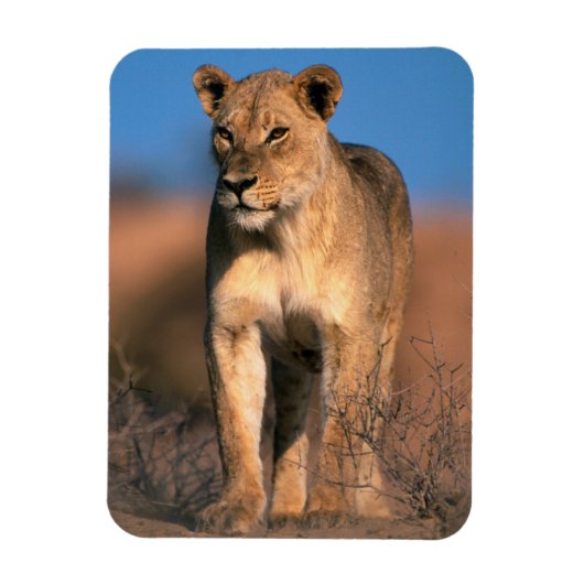 Magnet Flexible Portrait De Lioness (Panthera Leo) (Vertical)