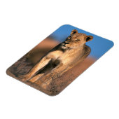 Magnet Flexible Portrait De Lioness (Panthera Leo) (Côté Gauche)