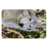 Magnet Flexible Portrait de loup (Horizontal)