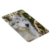 Magnet Flexible Portrait de loup (Côté Droit)