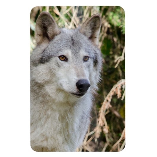 Magnet Flexible Portrait de loup (Vertical)