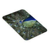Magnet Flexible Portrait De Peacock Avec Plumes Sorties (Côté Droit)