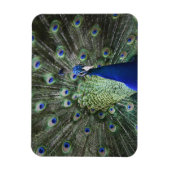 Magnet Flexible Portrait De Peacock Avec Plumes Sorties (Vertical)