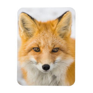 Magnet Flexible Portrait de renard roux