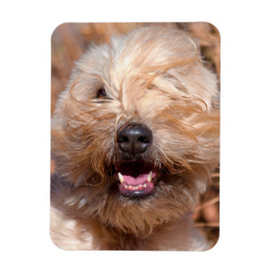 Magnet Flexible Portrait de Terrier Wheaten à poil doux
