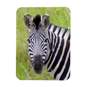 Magnet Flexible Portrait de zèbre des plaines, Hluhluwe-Umfolozi G
