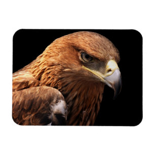 Magnet Flexible Portrait d'Eagle d'isolement sur le noir