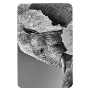 Magnet Flexible Portrait d'éléphant