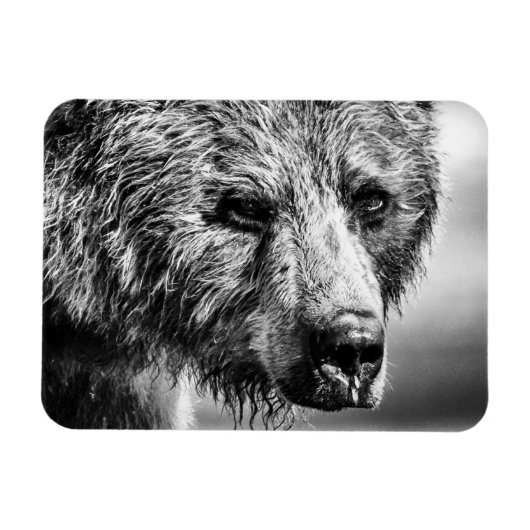 Magnet Flexible Portrait d'ours grizzli (Horizontal)