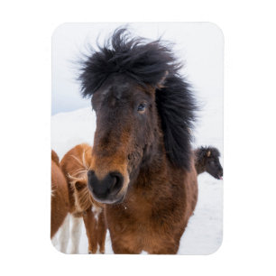 Magnet Flexible Portrait drôle de cheval islandais