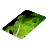 Magnet Flexible Portrait Du Chameleon À Cou-Volant (Côté Gauche)