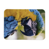 Magnet Flexible Portrait du profil de la perroquet macaw (Horizontal)