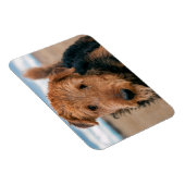 Magnet Flexible Portrait d'un Airedale Terrier (Côté Droit)