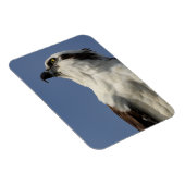 Magnet Flexible Portrait d'un balbuzard (Côté Droit)