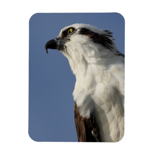 Magnet Flexible Portrait d'un balbuzard (Vertical)