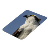 Magnet Flexible Portrait d'un balbuzard (Côté Gauche)