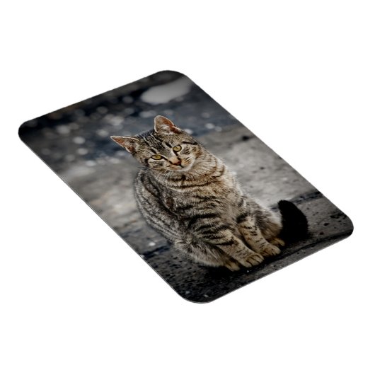 Magnet Flexible Portrait d'un chat (Côté Droit)