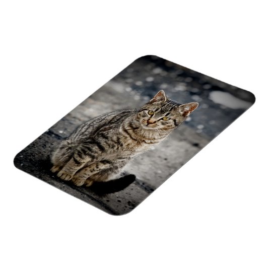 Magnet Flexible Portrait d'un chat (Côté Gauche)